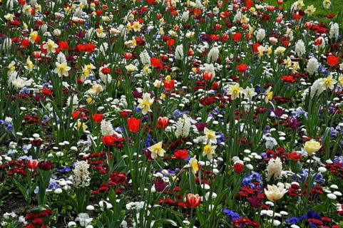 Meadow with spring flowers