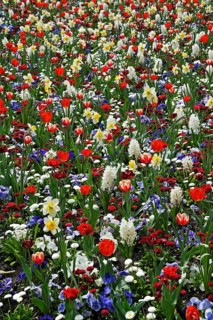 Meadow with spring flowers