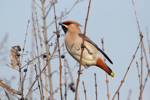 Bohemian Waxwing (Bombycilla garrulus) perched on a twig of a privet shrub