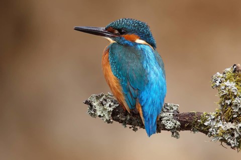 Kingfisher (Alcedo atthis)