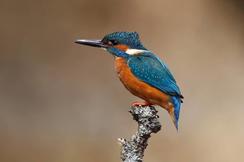 Kingfisher (Alcedo atthis)