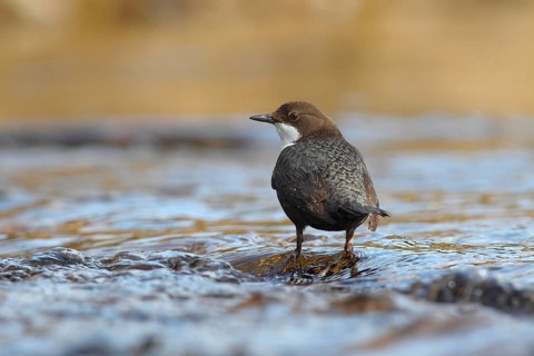 Dipper (Cinclus cinclus) standing in running water