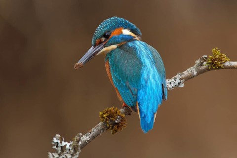 Kingfisher (Alcedo atthis)