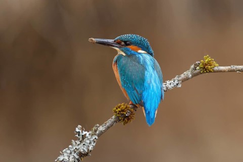 Kingfisher (Alcedo atthis)
