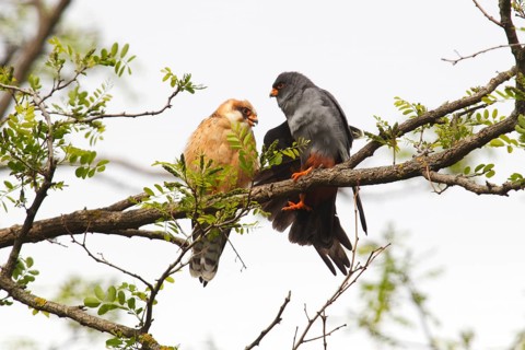 Red-footed Falcons (Falco vespertinus)