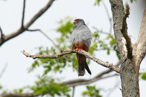 Red-footed Falcon (Falco vespertinus)