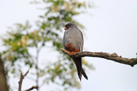 Red-footed Falcon (Falco vespertinus)