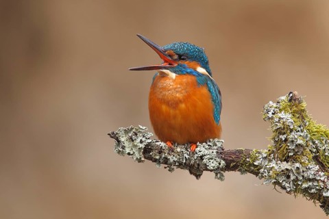 Kingfisher (Alcedo atthis)