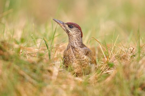 Green Woodpecker (Picus viridis)
