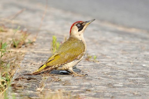 Green Woodpecker (Picus viridis)