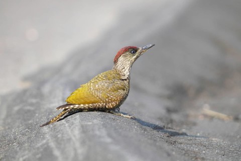 Green Woodpecker (Picus viridis)