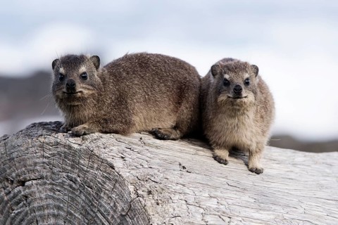 Rock Hyraxes or Cape Hyraxes (Procavia capensis)
