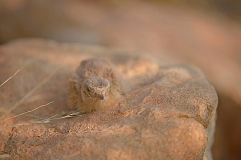 Painted Sandgrouse (Pterocles indicus) chick on a rock