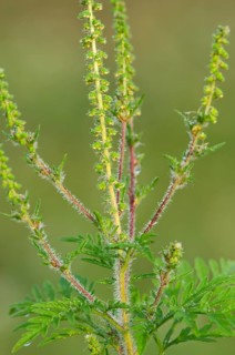 Common Ragweed (Ambrosia artemisiifolia)
