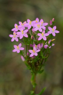 Common Centaury or European Centaury (Centaurium erythraea)