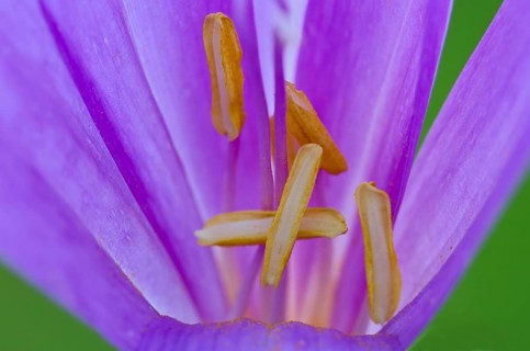 Autumn Crocus (Colchicum autumnale)