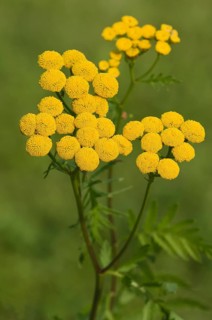 Tansy (Tanacetum vulgare)
