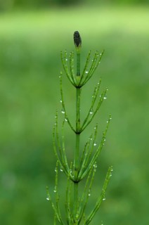 Marsh Horsetail (Equisetum palustre)