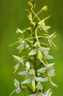 White Butterfly Orchid (Planta bifolia)