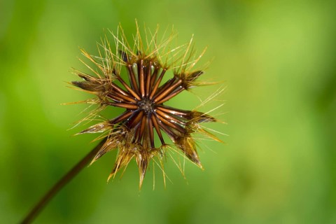 Cat's Ear