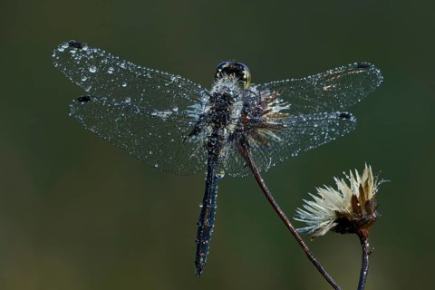 Black Darter or Black Meadowhawk (Sympetrum danae)