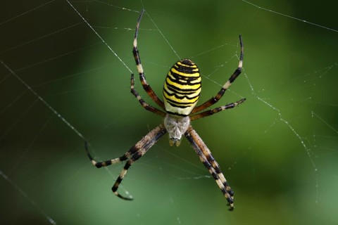 Wasp spider (Argiope bruennichi)