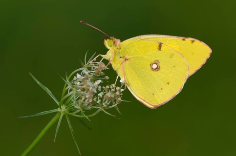 Pale Clouded Yellow (Colias hyale)