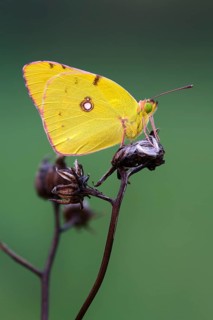 Pale Clouded Yellow (Colias hyale)