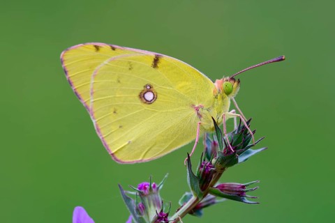 Pale Clouded Yellow (Colias hyale) on a purple loosestrife (Lythrum salicaria)