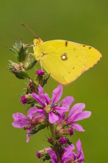 Pale Clouded Yellow (Colias hyale) on a purple loosestrife (Lythrum salicaria)