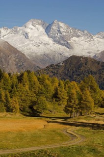 Larch meadows in front of Olperer Mountain