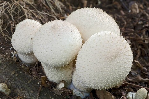 Common puffball