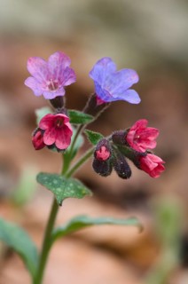 Lungwort (Pulmonaria officinalis)