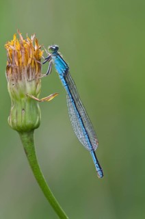 Scarce Blue-tailed Damselfly or Small Bluetail (Ischnura pumilio)