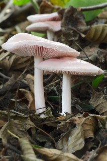 Rosy Bonnet (Mycena rosea)