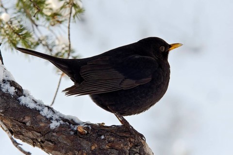 Blackbird (Turdus merula)