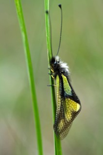 Owly Sulphur (Libelloides coccajus) perched on a blade of grass