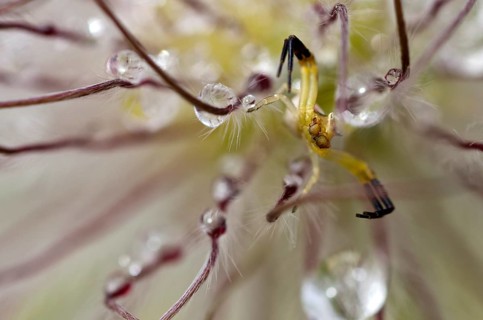 Goldenrod Crab Spider or Flower Crab Ppider (Misumena vatia)