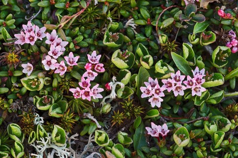 Alpine Azalea (Loiseleuria procumbens)