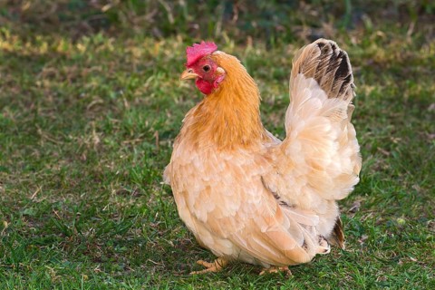 Chabo Chicken or Japanese Bantam Chicken