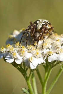 Oakleaf Orbweaver (Araneus ceropegius)