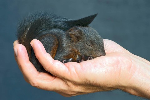 Red Squirrel (Sciurus vulgaris)