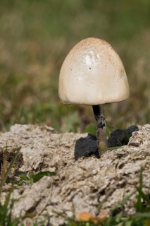 Shiny Mottlegill or Egghead Mottlegill (Panaeolus semiovatus)