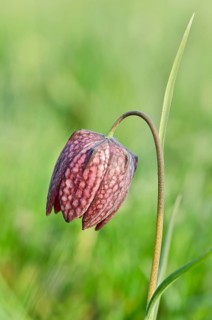 Snake's Head Fritillary