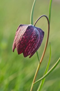 Snake's Head Fritillary
