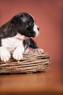 Olde English Bulldog