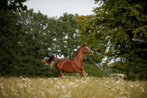 Hanoverian horse galloping across a meadow