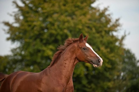 Hanoverian horse