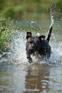 Old English Staffordshire Bull Terrier