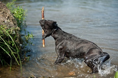Old English Staffordshire Bull Terrier